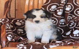 Miniature Australian Shepherd dogs for sale: Tucker - Image 2