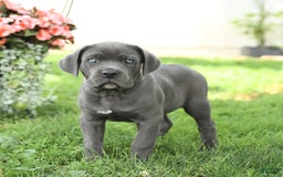 Cane Corso dogs for sale: Bruce - Image 3