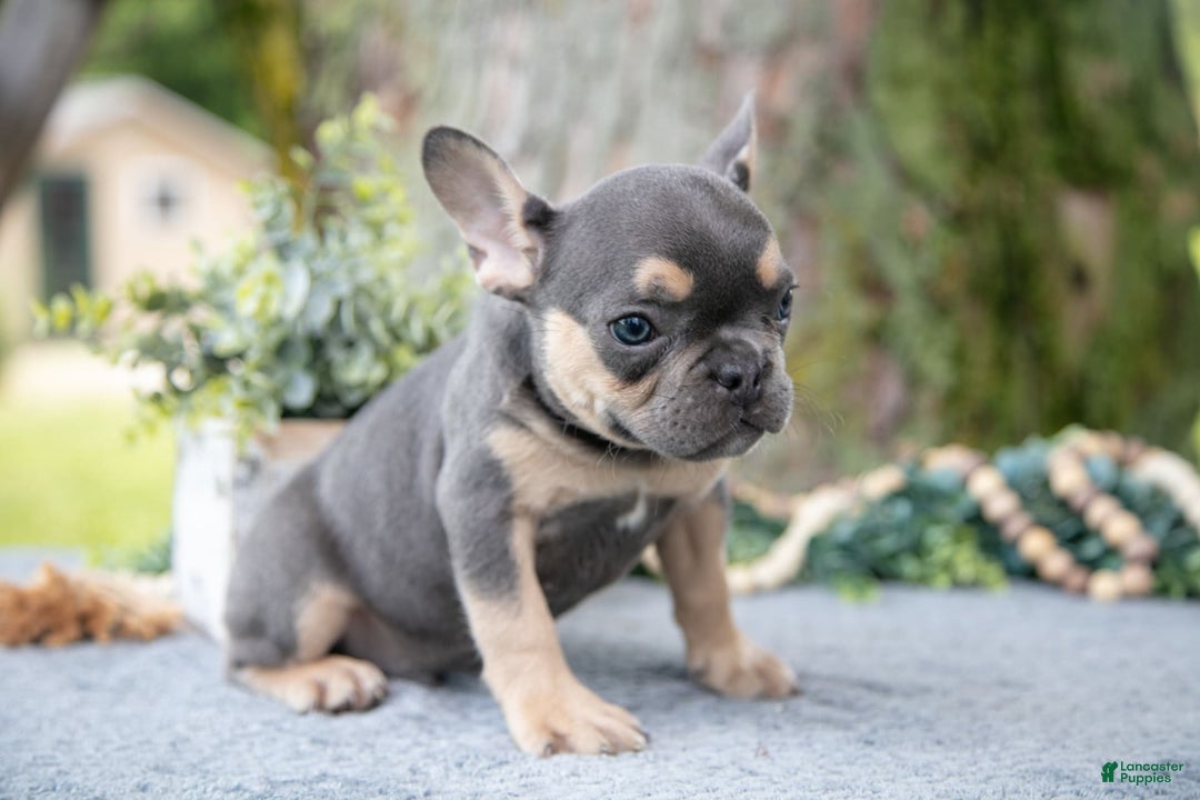 French Bulldog dogs for sale: Shadow - Image 4