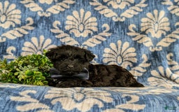 Yorkiepoo dogs for sale: Wilson - Image 2