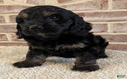 Cockapoo dogs for sale: Diva - Image 13
