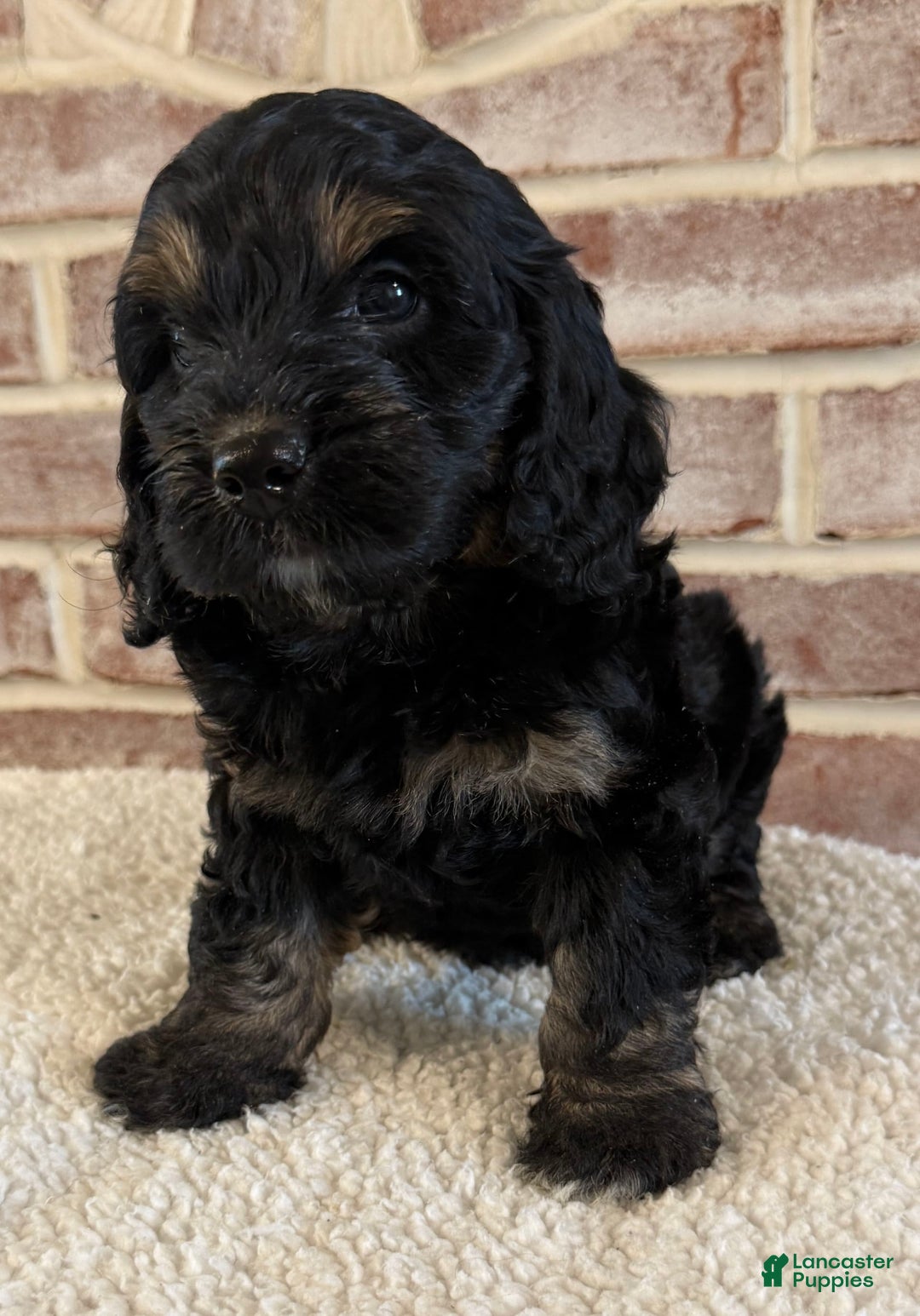 Cockapoo dogs for sale: Diva - Image 13