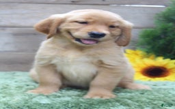 Golden Retriever dogs for sale: Mitsy - Image 5