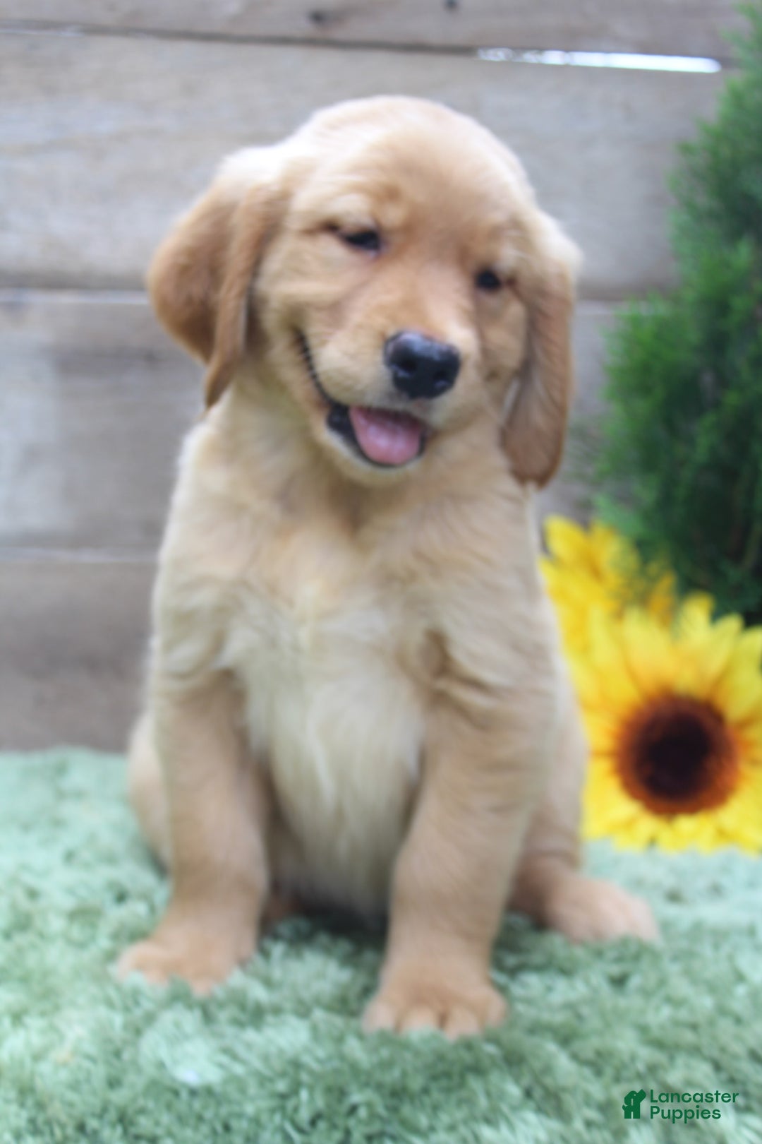 Golden Retriever dogs for sale: Mitsy - Image 5