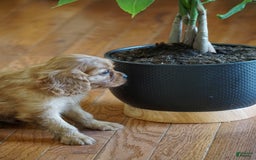 Cavalier King Charles Spaniel dogs for sale: Dallas - Image 6