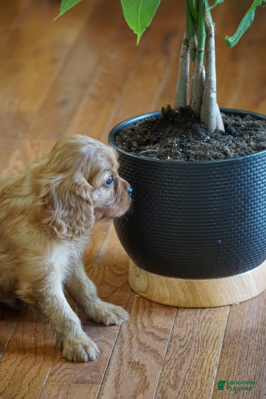 Cavalier King Charles Spaniel dogs for sale: Dallas - Image 6