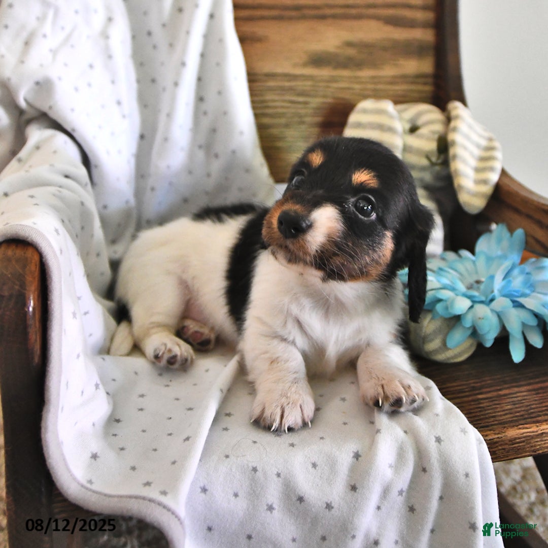Miniature Dachshund dogs for sale: Trisha - Image 5