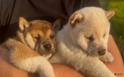 Shiba Inu dogs for sale: Paloma - Image 2