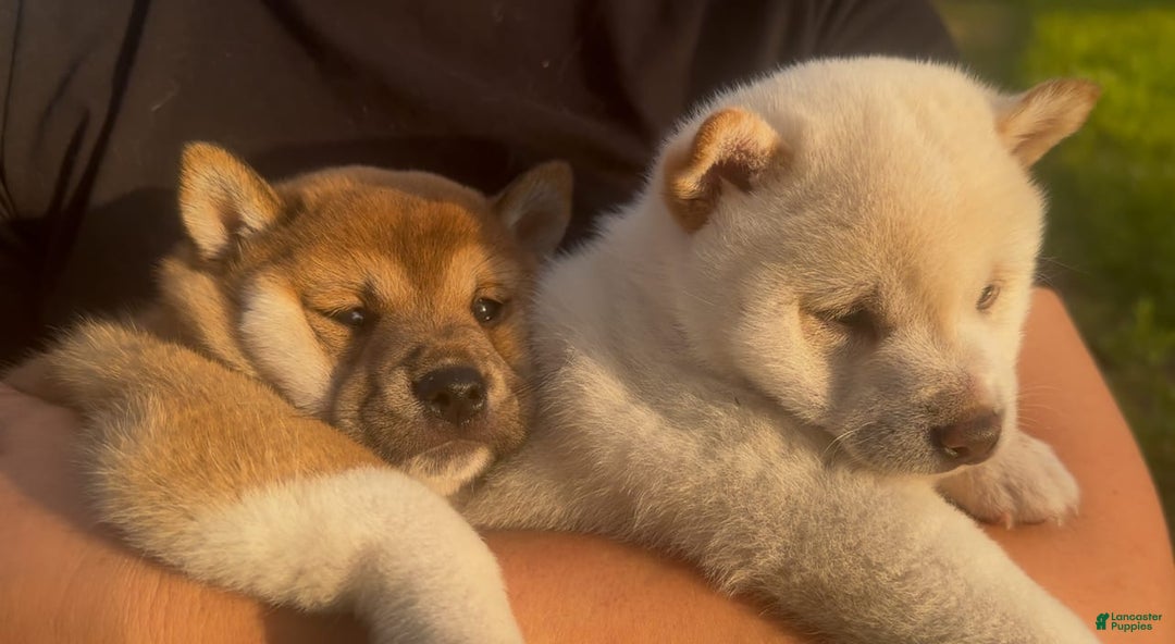 Shiba Inu dogs for sale: Paloma - Image 2