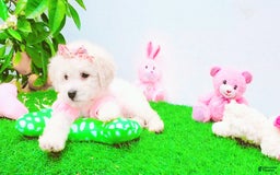 Maltipoo dogs for sale: Sunshine - Image 5