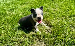 Boston Terrier dogs for sale: Lisa - Image 4