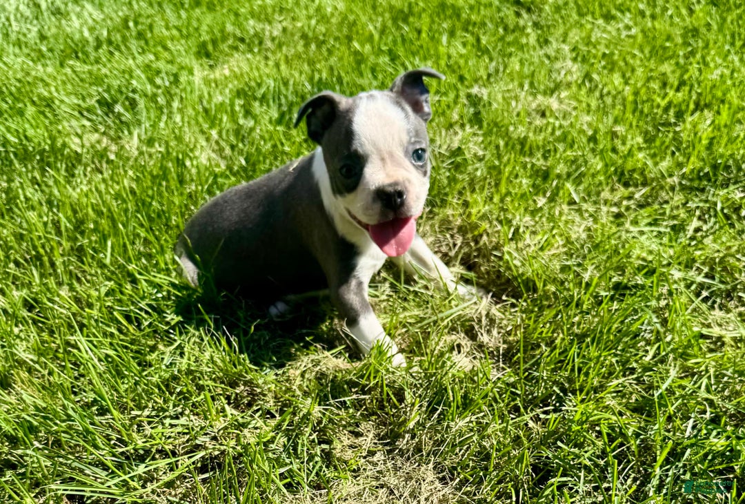 Boston Terrier dogs for sale: Lisa - Image 4