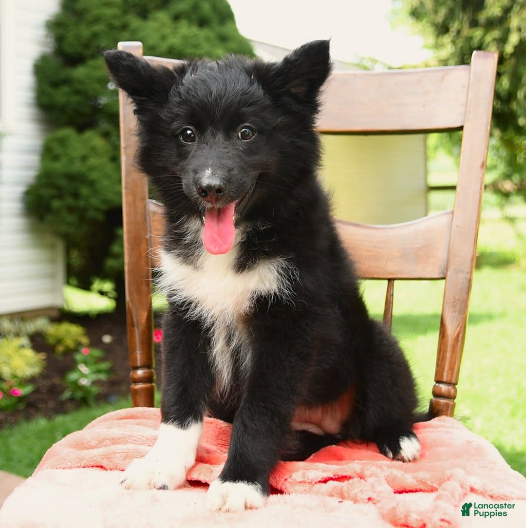 Border Collie dogs for sale: Paris - Image 3