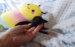 Great Dane dogs for sale: Storm - Image 2