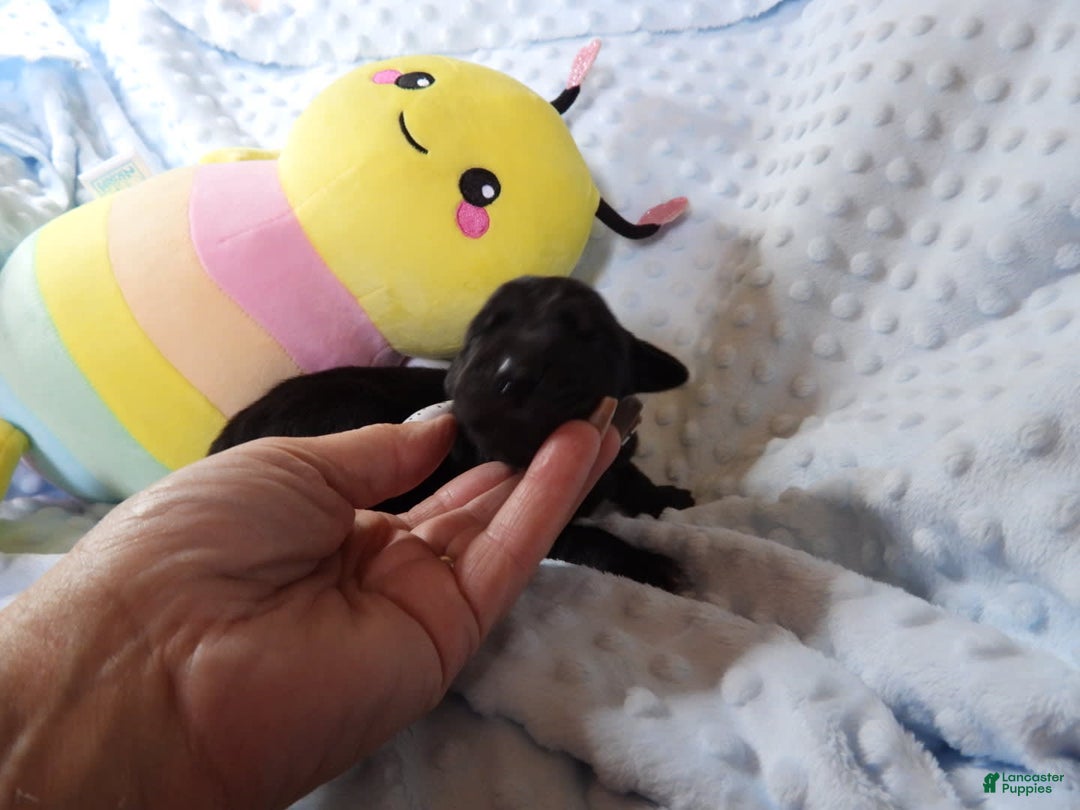 Great Dane dogs for sale: Storm - Image 2
