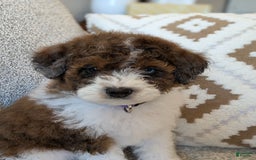 Saint Berdoodles dogs for sale: Indie Mini Saint Berdoodle - Image 2