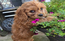 Cavapoo dogs for sale: Theo - Image 11