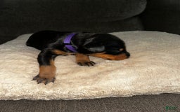 Doberman Pinscher dogs for sale: Purple Collar - Image 3