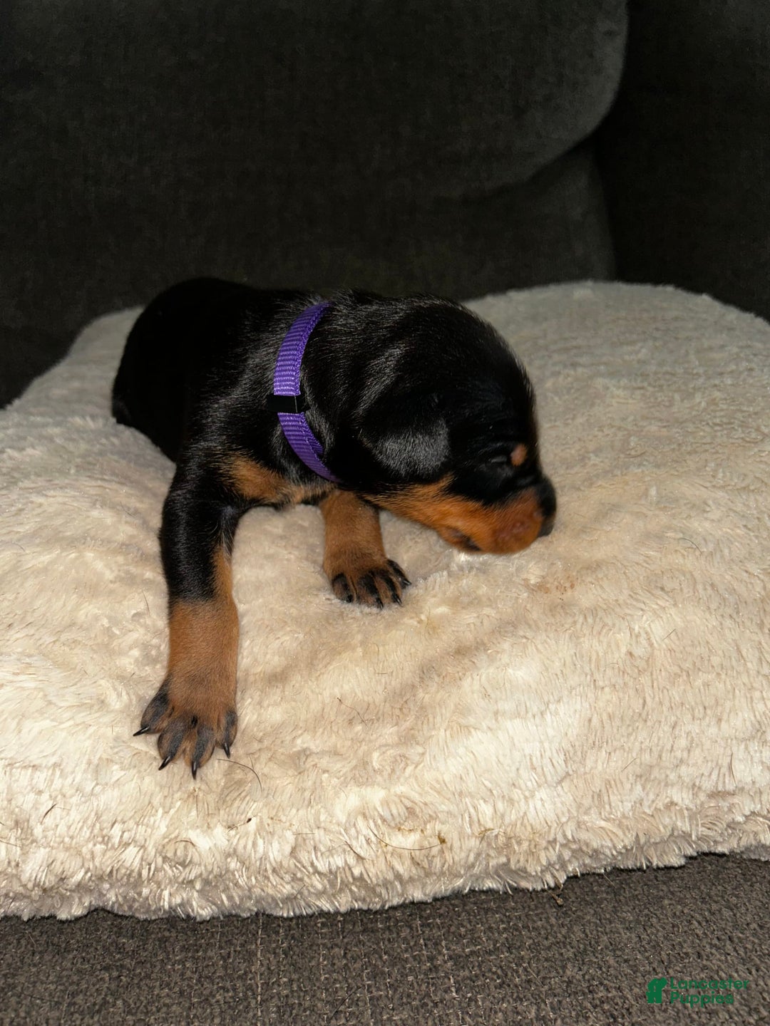 Doberman Pinscher dogs for sale: Purple Collar - Image 3