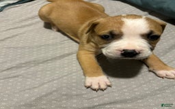 Mountain Cur dogs for sale: Moose - Image 1