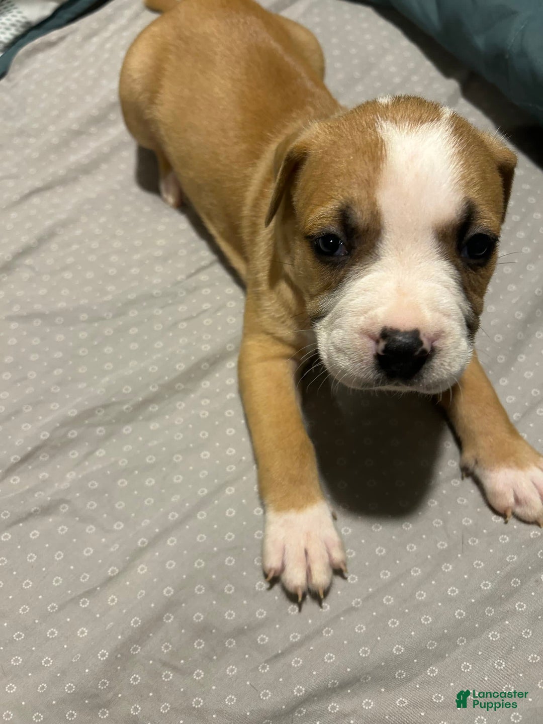 Mountain Cur dogs for sale: Moose - Image 1