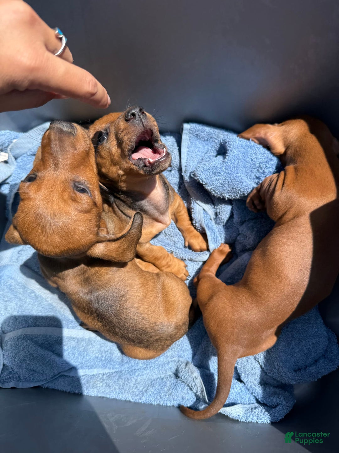 Miniature Dachshund dogs for sale: Twins - Image 9