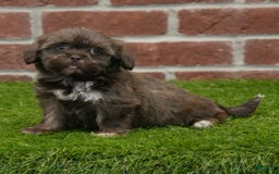 Shih Tzu dogs for sale: Lacey - Image 12