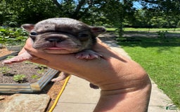 French Bulldog dogs for sale: Chance - Image 1