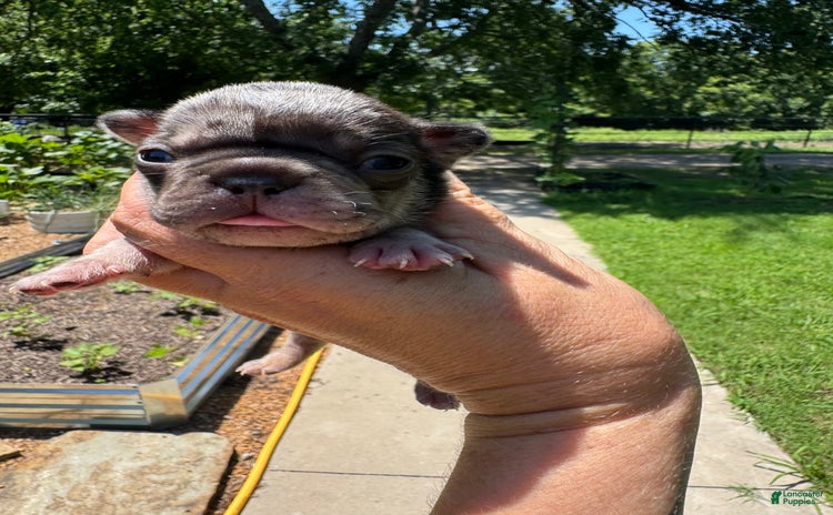 French Bulldog dogs for sale - Ad 2