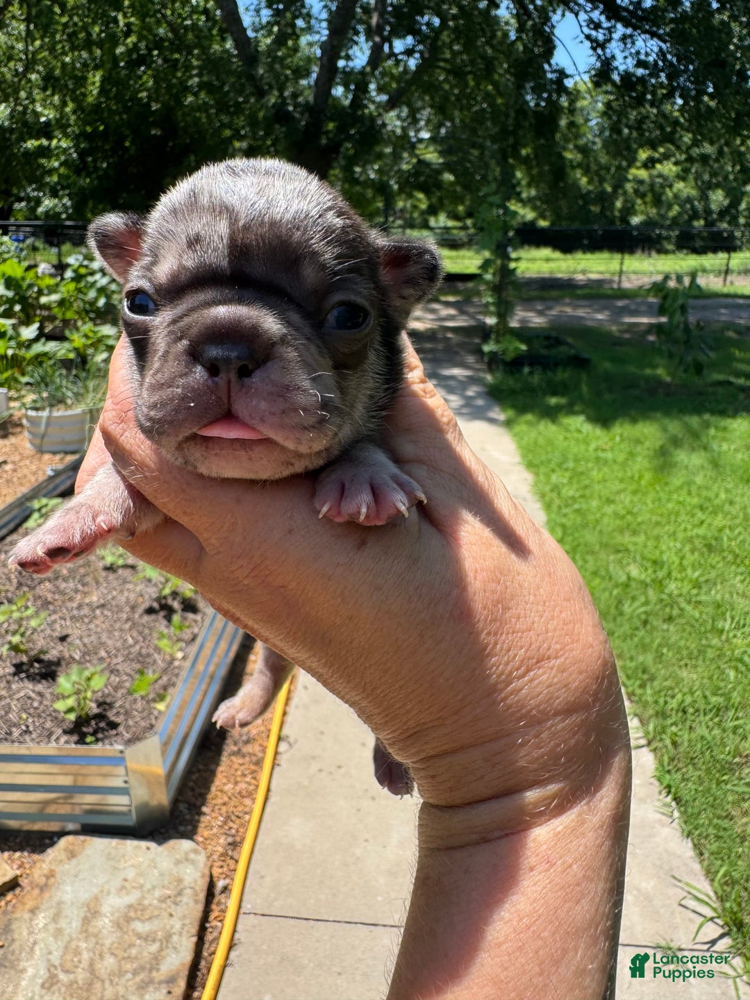 French Bulldog dogs for sale: Chance - Image 1