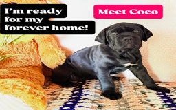 Cane Corso dogs for sale: Coco - Image 1