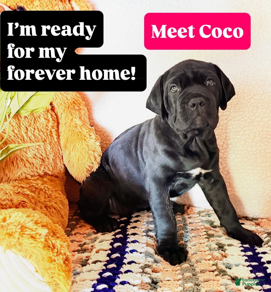 Cane Corso dogs for sale: Coco - Image 1