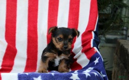 Yorkshire Terrier dogs for sale: Everett - Image 1
