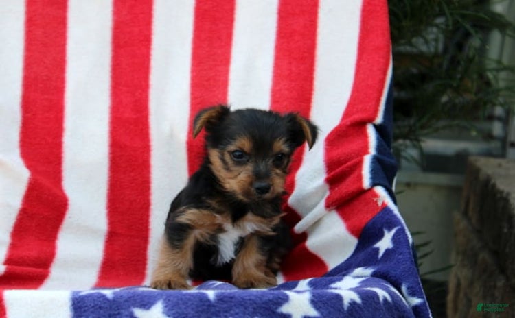 Yorkshire Terrier dogs for sale - Ad 4