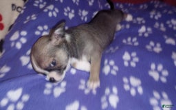 Chihuahua dogs for sale: Buster - Image 2
