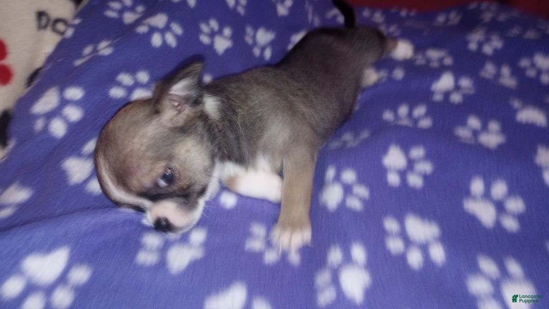 Chihuahua dogs for sale: Buster - Image 2