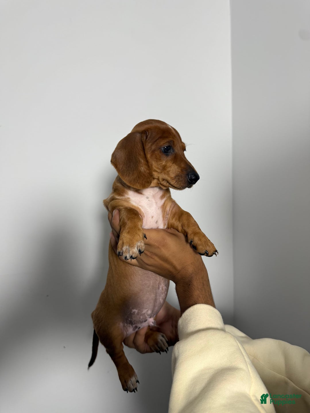 Miniature Dachshund dogs for sale: Dylan - Image 3