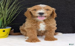 Goldendoodle dogs for sale: Parker - Image 3