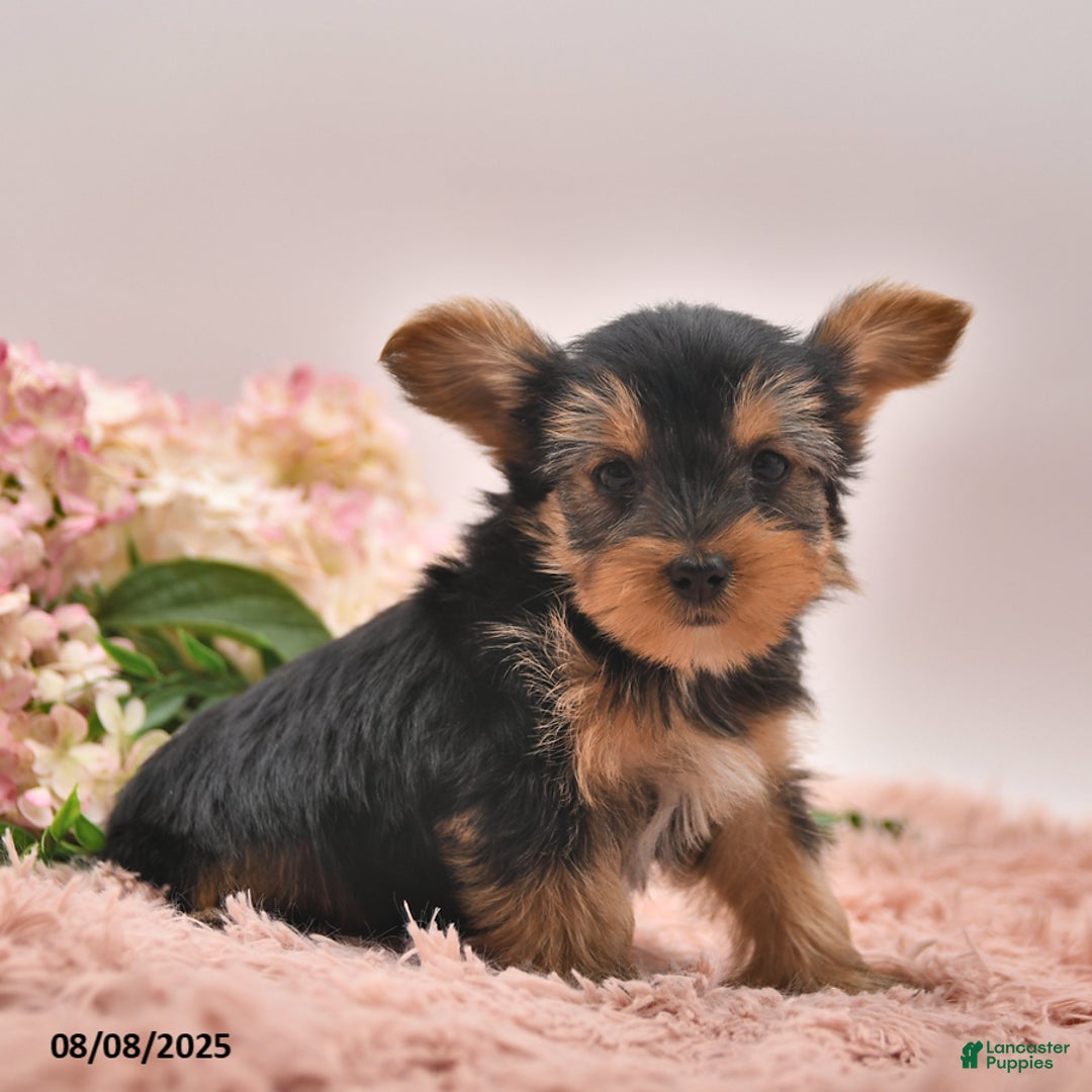 Yorkshire Terrier dogs for sale: Radley - Image 1