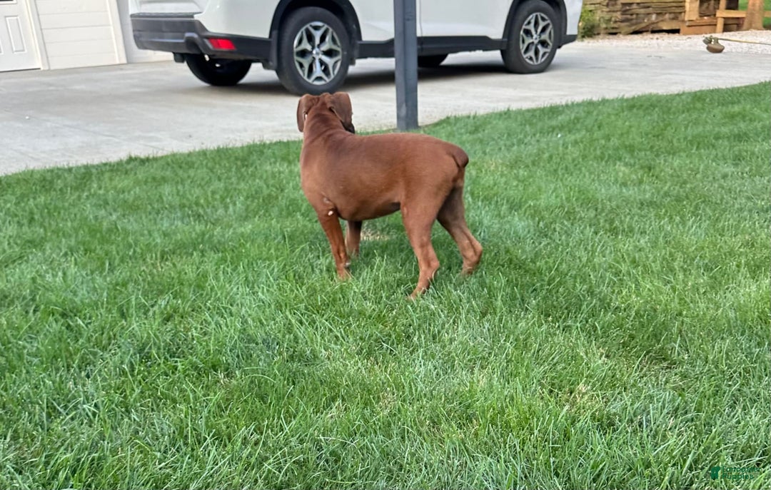 Boxer dogs for sale: Boxer 3 puppies - Image 2