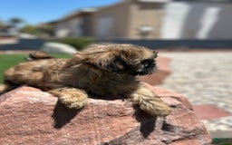 Shih Tzu dogs for sale: Shih Tzu 5 puppies - Image 9