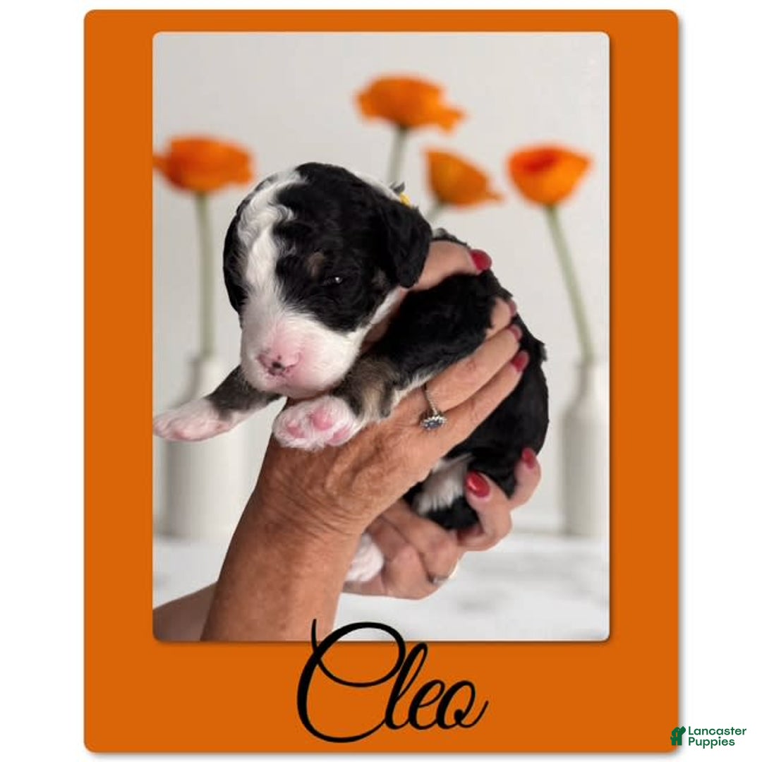 Bernedoodle dogs for sale: Cleo - Image 3