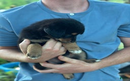 Golden Retriever dogs for sale: Female 3 - Image 2