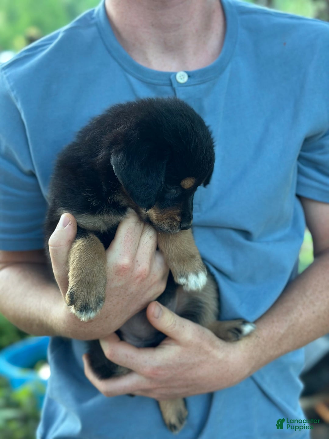 Golden Retriever dogs for sale: Female 3 - Image 2