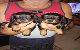 Dachshund dogs for sale: Male - Image 3
