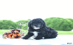 Toy Poodle dogs for sale: Kobey - Image 6