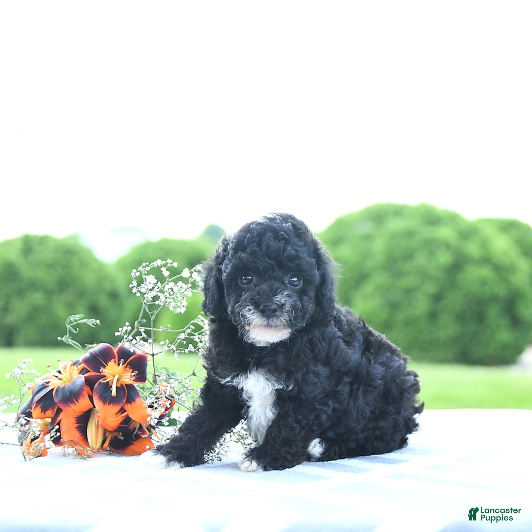 Toy Poodle dogs for sale: Kobey - Image 6