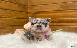 French Bulldog dogs for sale: Remi - Image 2
