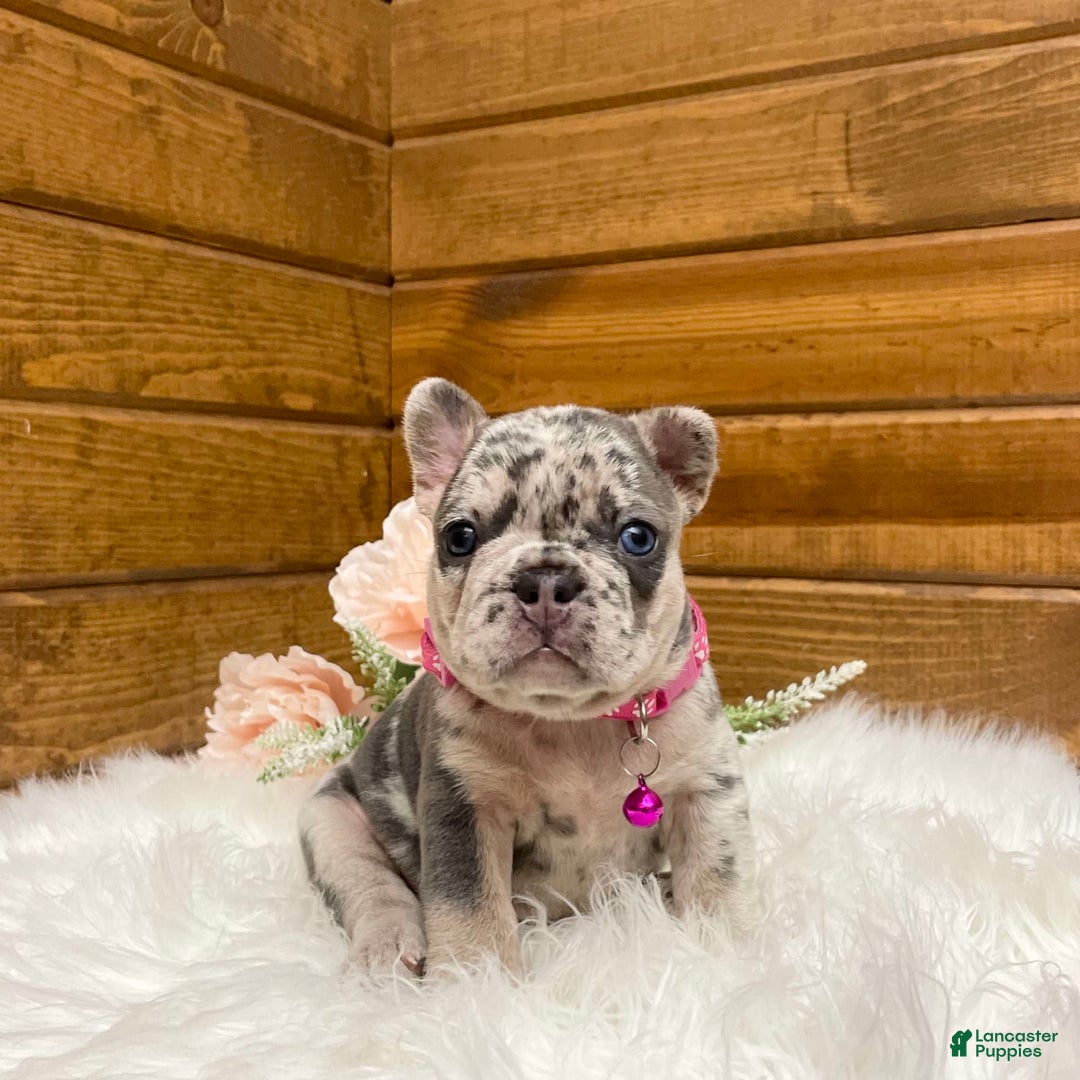 French Bulldog dogs for sale: Remi - Image 2
