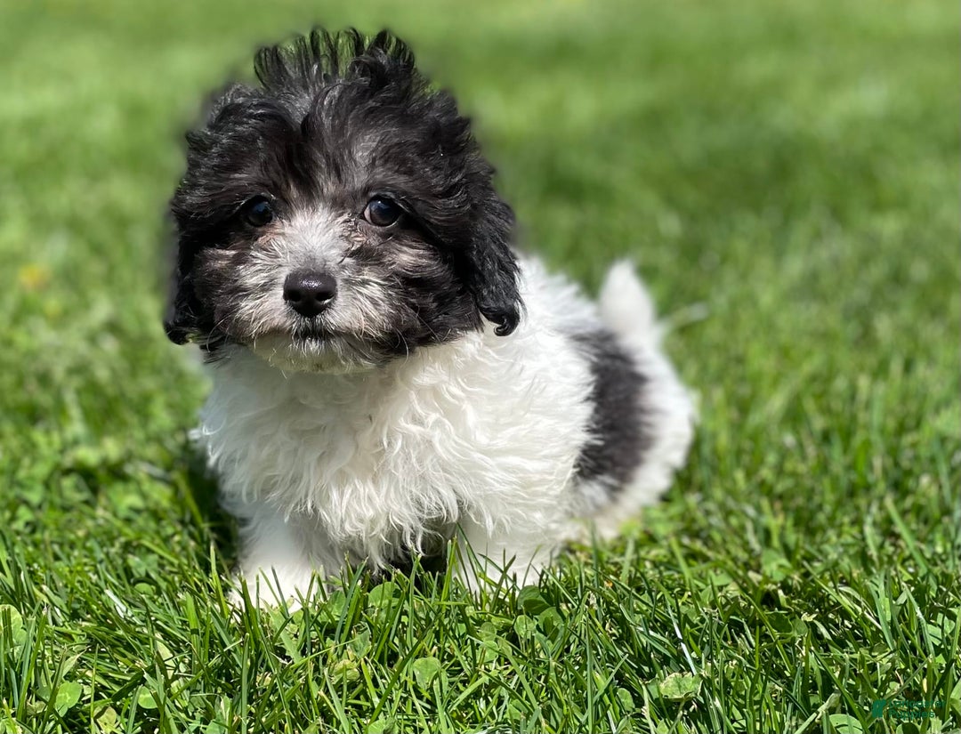 Maltipoo dogs for sale: Panda - Image 1